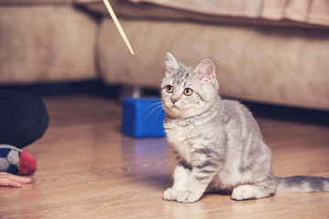 Surprised grey kitten lured with wooden stick and ready to catch it.