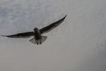 sea gull flying over the water