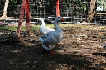 goose