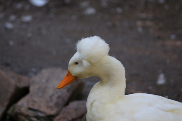 duck