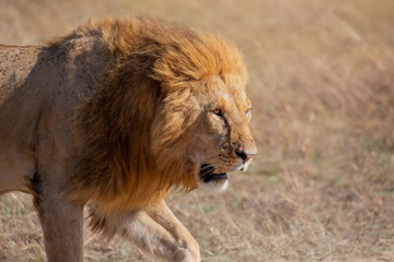 Male lion walking in the grass, Masai Mara, Kenya