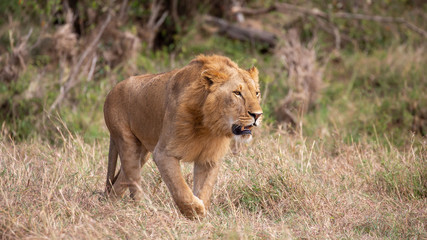 Male lion walking in the grass, Masai Mara, Kenya