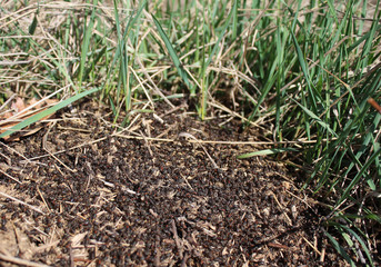 Anthill with many black ants