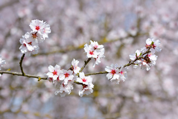 Branch with white and dark pink almond blossom flowers on German Prunus Dulcis tree in early spring