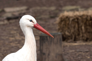 Weißstorch