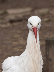 Weißstorch