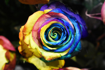 Fototapeta na wymiar Rose plant, multicolored flower of Holambra Brazil
