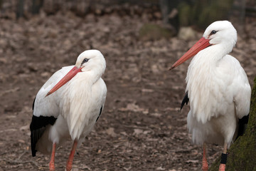 Weißstorch
