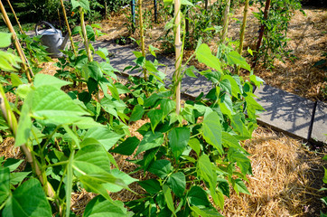 Obraz premium Vegetable garden, permaculture and sweet peas