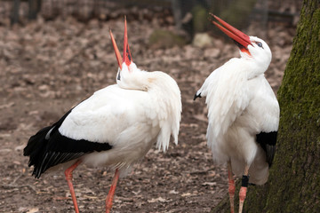 Weißstorch