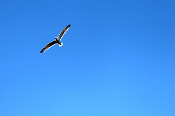 Flying bird in Toulouse's sky