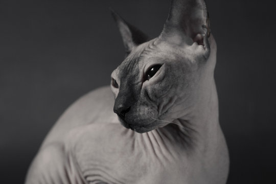 Grey Sphynx Cat Close up