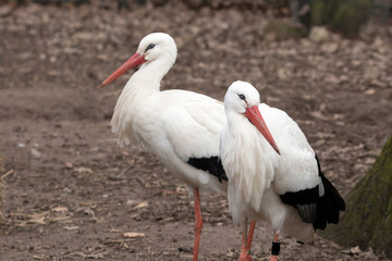 Weißstorch