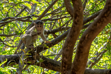Indian Bonnet Macaque in jungle