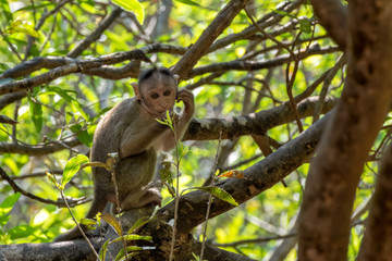 Indian Bonnet Macaque in jungle