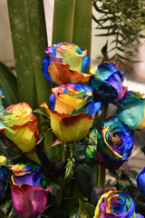 Rose plant, multicolored flower of Holambra Brazil