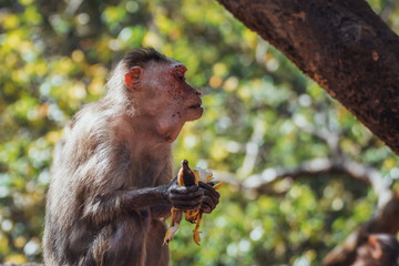 Indian Bonnet Macaque in jungle eat banana