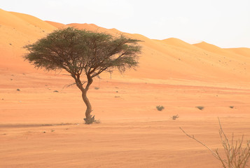 Fototapeta na wymiar Wüste, Oman
