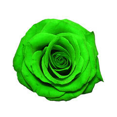 Green rose head isolated on white