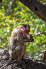 Indian Bonnet Macaque in jungle eat banana