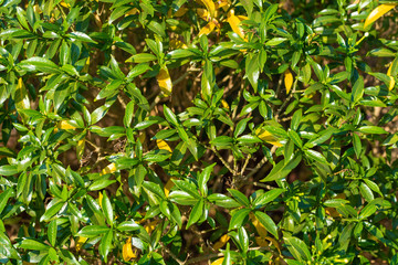 green hedge background