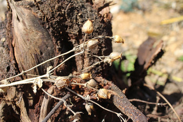 Dry herbs, medicine in the forest