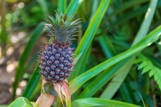 Pineapple fruit on bush.