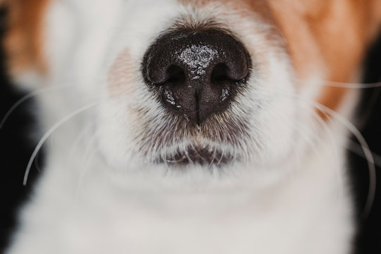 close up view of a dog snout. brown fur. macro shot, indoor