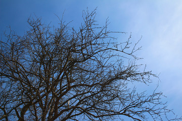 tree in the sky