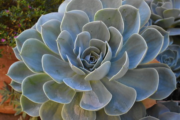 Plant In blossom on garden. Mexican snow ball, Mexican gem, white Mexican rose. Succulent plant in a desert garden. Scientific name: Echeveria elegant.