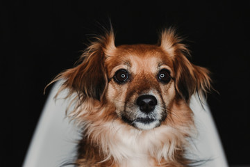 close up portrait of a cute dog sitting on a chair over black back background. led ring reflection in the eyes. black background