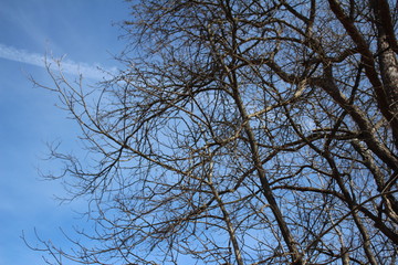 tree in the sky