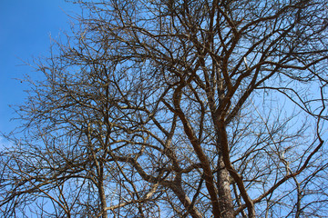 tree in the sky