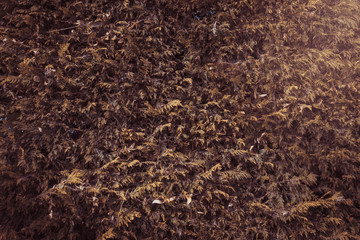 Cypress tree background wall. Autumn dry leaves