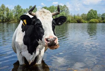 Cow drinking water near pasture.