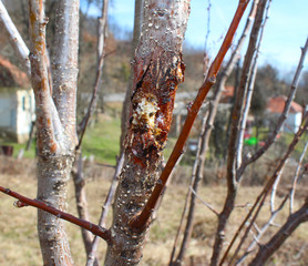 Apricot tree with resin, detail, macro, in nature