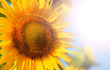 Naklejka premium sunflower close up