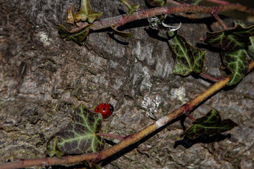 A pair of ladybirds on a wooden tree branch in early spring sunlight