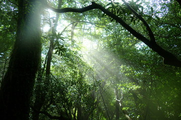 Fototapeta premium Eerie atmosphere created by sunshine and trees, Yakushima, Japan