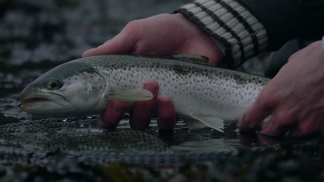 Slow motion and close up on angler holding a sea trout.