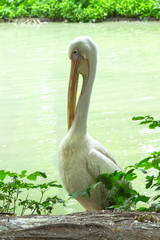 One Pelican stands on the shore of the pond at the zoo. Green water in the pond. Close-up
