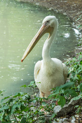 One pelican stands on the shore of the pond at the zoo. Green water in the pond. Close-up