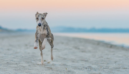 Whippet / Windhund rennt am Strand