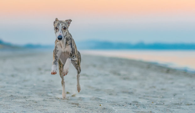 Whippet / Windhund rennt am Strand