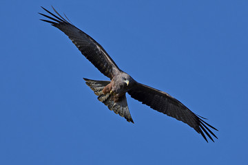 Yellow-billed kite (Milvus aegyptius)