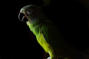 parrot © Rachael