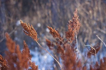 Dry meadow grass in winter / spring. Brown Herb.