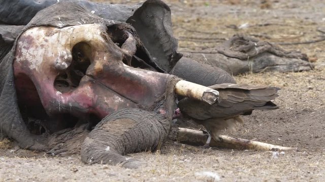 Long shot of a vulture picking meat out of a dead elephant skull