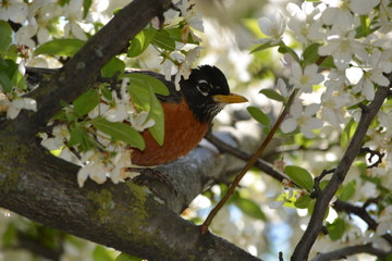 bird on a branch