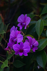 colorful flowers in the garden